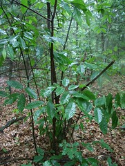 young american chestnut tree