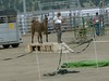 Llama Obstacle Course