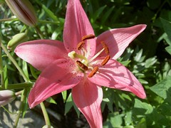 Pink Daylily