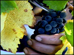 Wine Grapes Picked By Hand