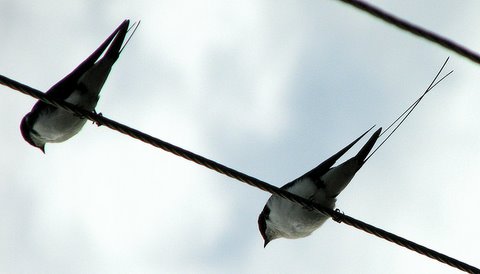 wire-tailed swallows ranganathittu 150707