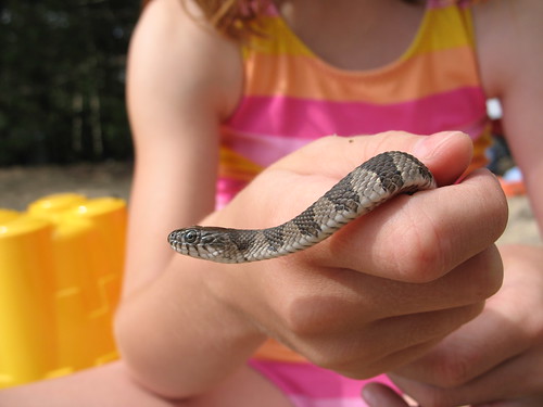 Northern Water snake