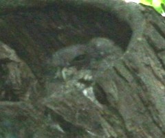 Copy of screech owl