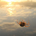 Weaving a Web at Sunset
