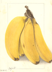 BananYenjerto