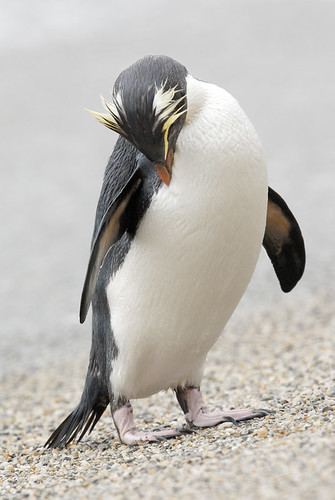 Fiordland Crested Penguin by Craig McKenzie