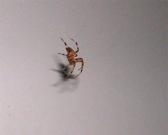 kitchen-spider.jpg