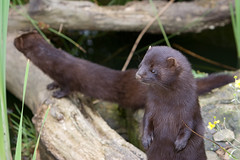 Playful mink