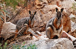 image (c) DEH 2007: yellow-footed rock wallabies in the northern flinders - link to the mawson plateau feature images