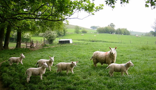 Sheep on Castleton walk