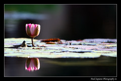 Lone Frogless Lily Pad - by peasap