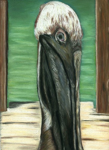 pelican029