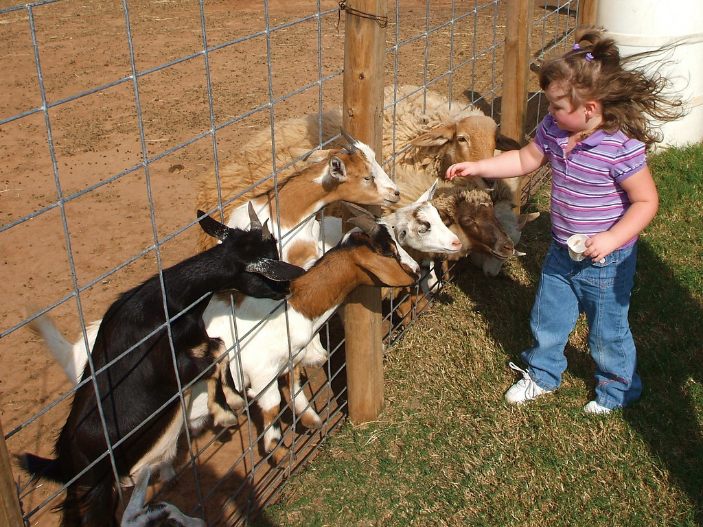 At the petting zoo