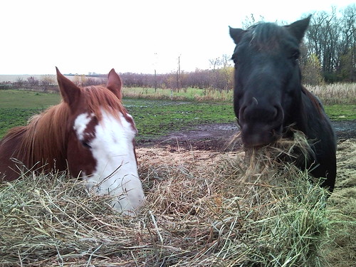 They love their hay bale