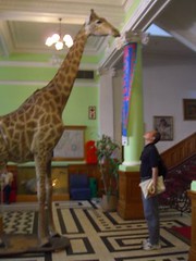 durban natural history museum - giraffe and me