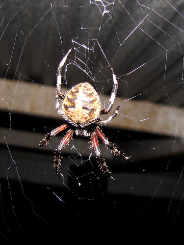 Spider on our porch