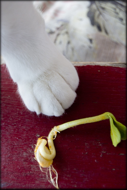 seed-paw
