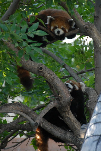 Chinese Red Pandas