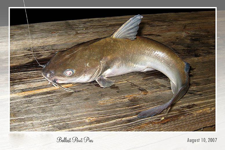 Ballast Point Pier Cat Fish