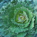 Cabbage by Lynn_EL/UnaOdd