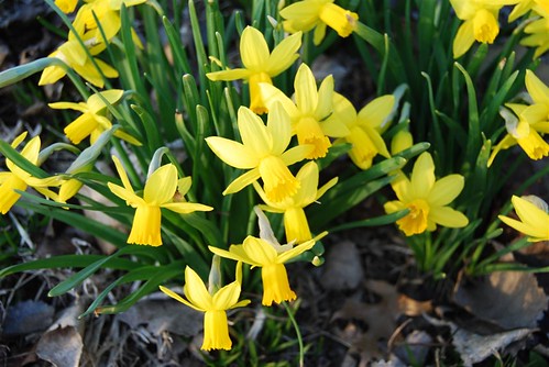 Daffodils At Grays Lake