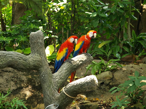 animals in tropical rainforest. Moody Gardens Rain forest