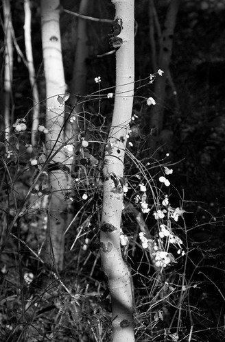 aspen and snowberry