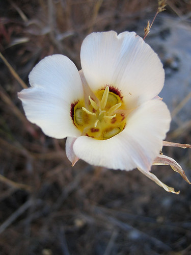 sego lily