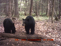 Black bears in love