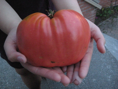 a BIG tomato
