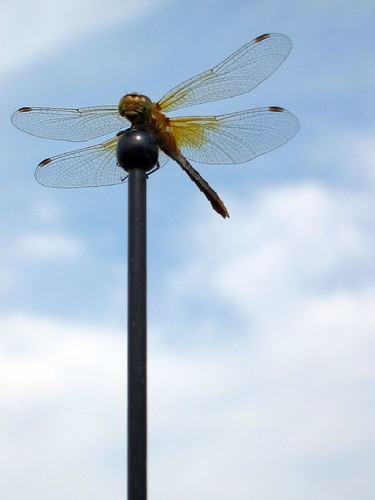 aerial dragonfly __2