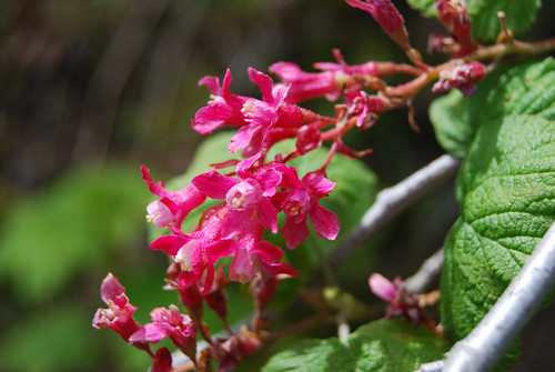 9 - Pink Flower Plant