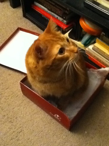 Ptw Cat in box