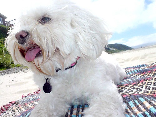 Wink kickin' it on the beach blanket