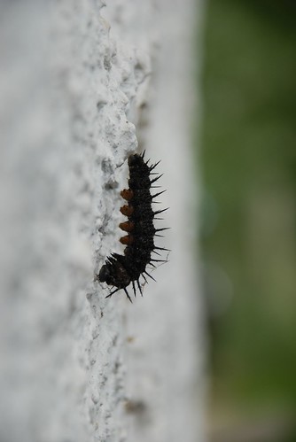 caterpillar to chrysalis 041