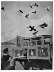 RAF homing pigeons