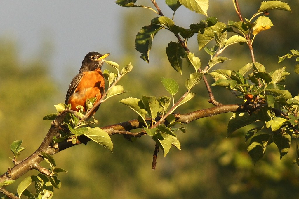 American robin (1)
