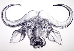 Cape Buffalo by Lucy Kinsella