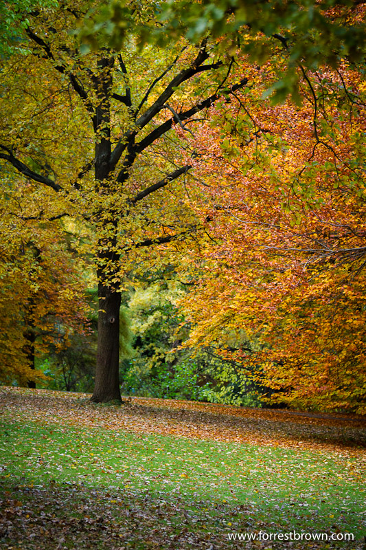 Berlin Germany, Fall, Autumn, Trees, Leaves