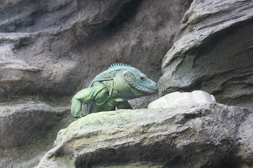 Endangered blue iguana  at the Shedd Acquarium.JPG