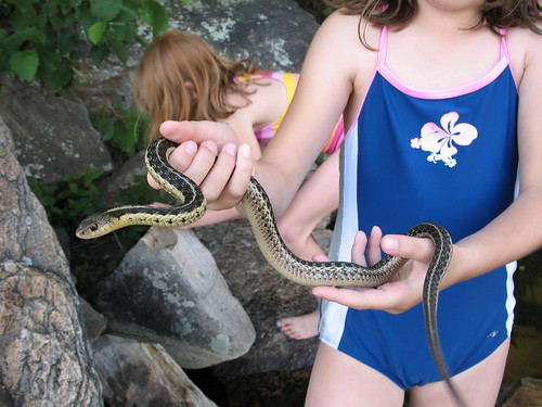 Garter Snake caught at Algonquin