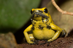 Phyllobates terribilis, the Golden Poison Frog