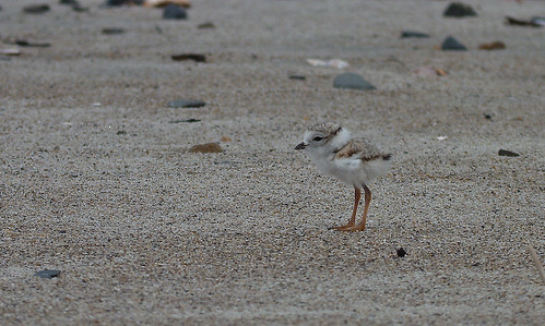 Snowy Plover Chick #1