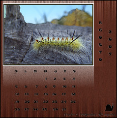 August  Zoo  Calendar