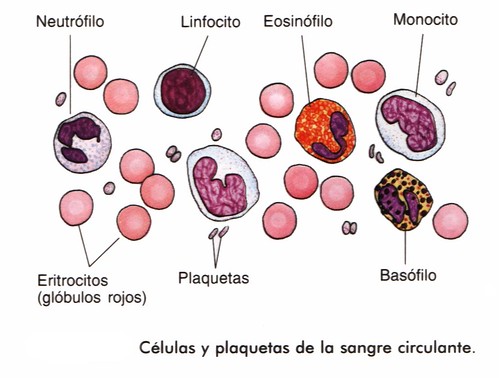 componentes de la sangre. componentes de la sangre