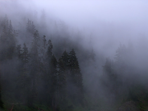 43-Trees Fog