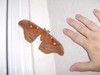 Moth and my hand