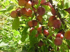 my plum crop