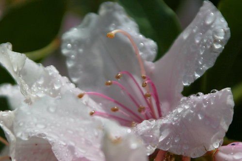 Flower after a mid-day rain