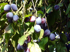 Picking Plums with the Heinrich Family